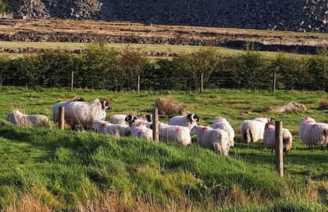 Dartmoor Barn on North Hessary Tor - Foto 23