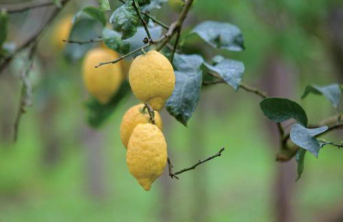 Agriturismo Il Convento - Foto 96