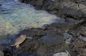 Ohana Beach Retreat at the Surf and Racquet Club - Foto 30