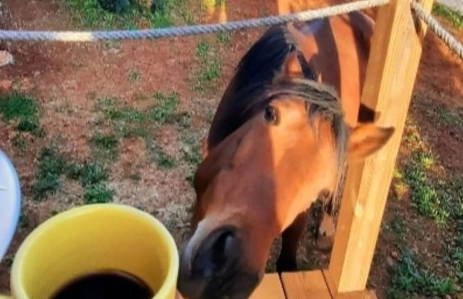 Tiny House Loulé Algarve no1 - Foto 1