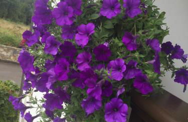 La Casona de Benito - Foto 13