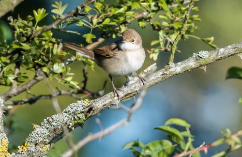 Loxley Barn, 1-bed Cottage Retreat - Photo 86