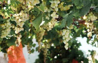 Olive Roots - Foto 30