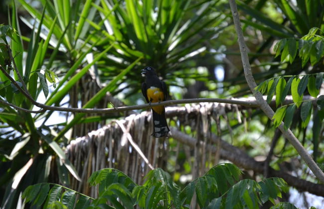 Treetop 'jungle Like' Escape in San Ignacio Your Belize Oasis Awaits! - Foto 21
