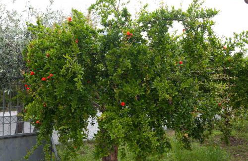 Villa Alex - Foto 63