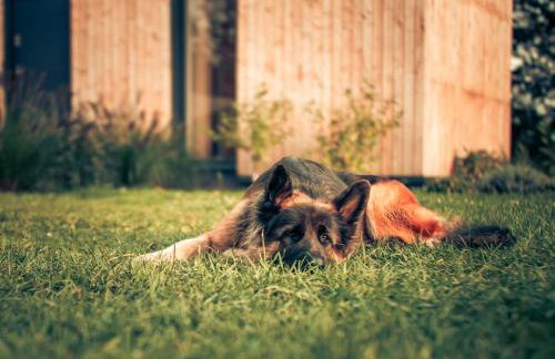 Osada Puszczy Śpiew - Foto 10