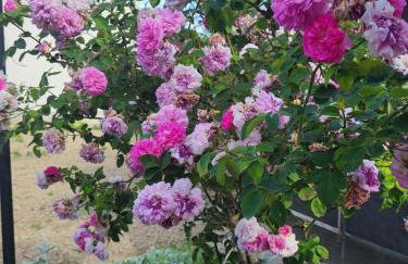 Aurora Inn - Foto 17