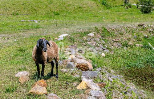 Vieira Eco Pousada – Suite Deluxe Thiago #3 - Foto 25