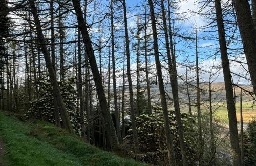 North Lodge Kilmun - Foto 64