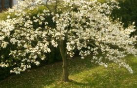 Apartament 3 Pokoje - Foto 39