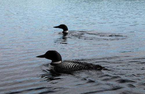 Romantic Couples' Cabin Getaway in Pittsfield, New Hampshire - Foto 11