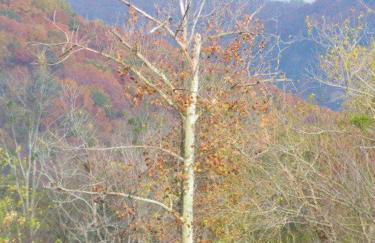 Fryars' Green at Tennessee RiverPlace - Foto 54