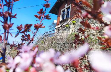 Weinberghaus - Wohnen im Weinberg in der Toskana des Nordens - Foto 1