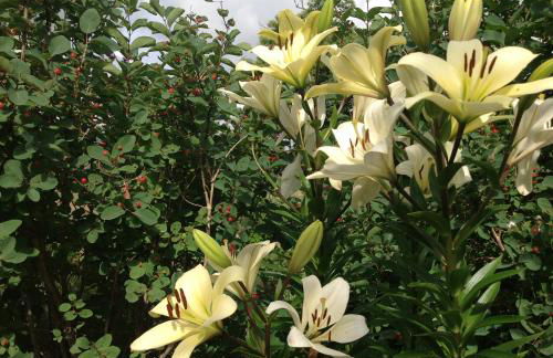 La Grange Terrou - Foto 45