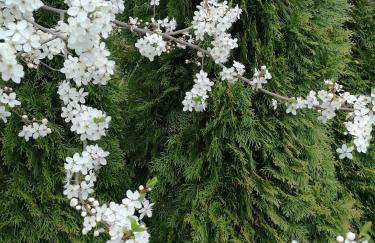 Domek Dobra - Foto 21