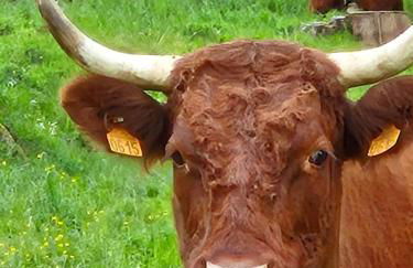 Gite le petit Ely - Photo 30