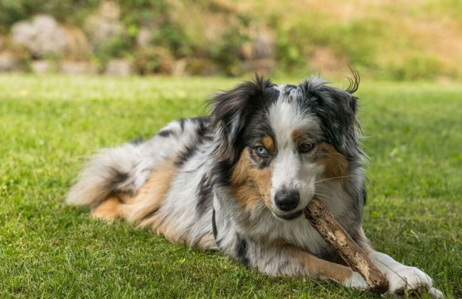 Zum Kuckuck Black Forest - Foto 28