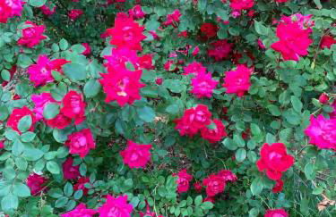 Unique Luxury Central Historic Landmark Home - Foto 61