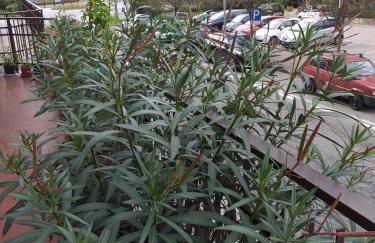 Sesto Calende Centro - Foto 15