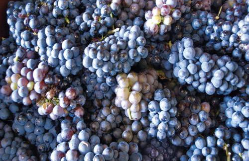 Holiday Home in Montbrun with Pool & Vineyards - Foto 22