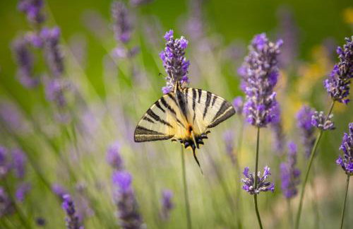 Villa Emelie, Luxury Oasis Near Dubrovnik - Foto 57