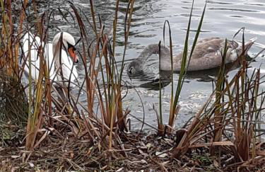 Ferienhaus am Weserberglandsee - Foto 22
