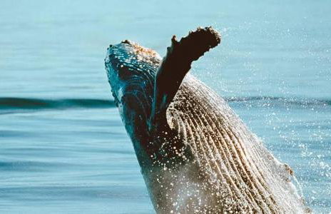 Recanto da Sossô - Photo 34