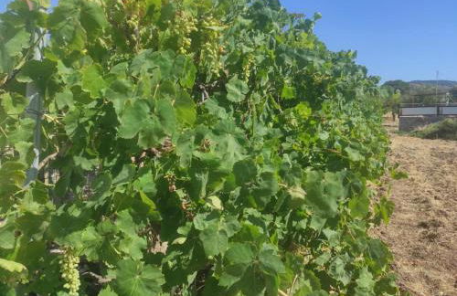 Ampelia home - Vacation home by the sea - Photo 23