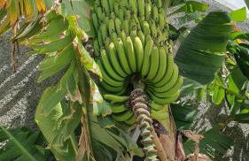 Villa Brava Atlântico - Foto 56