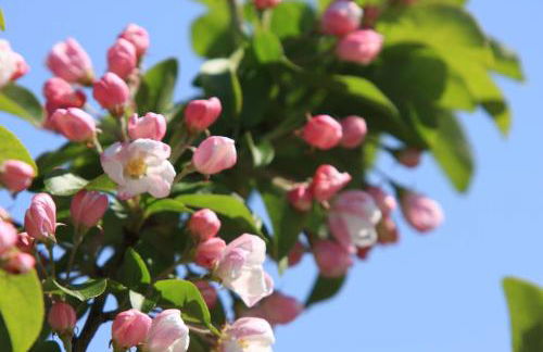 Apfelgartenhaus 3 - Foto 13