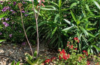 Le Clos des Eucalyptus - Foto 66