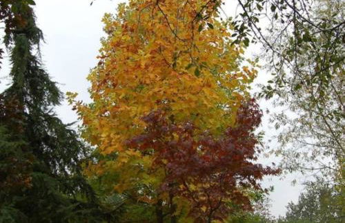 Casa intera tra le colline e le vigne del Dolcetto - Foto 36