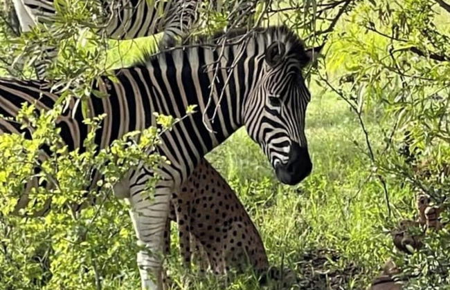 Kings View Exclusive Villas - Foto 49