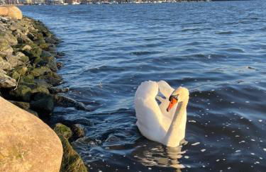 Beste Lage mit Warnowblick - großer Balkon, zwei Schlafzimmer, Aufzug, Stellplatz - Foto 43