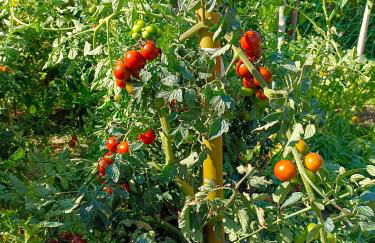 Tra lago e montagne home nonna Maria - Foto 27