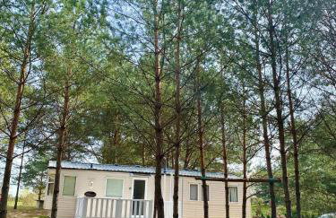 Holenderki na Zielonych Wzgórzach, Łowyń - Foto 48