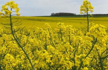 Chez Iréne - Foto 36