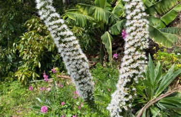 Tijarafe 2 - Foto 32