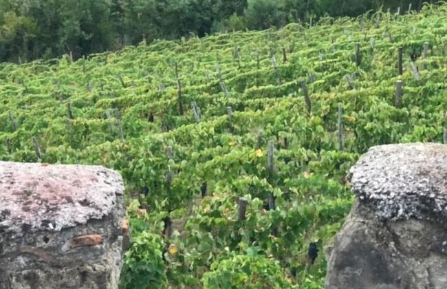 Antico Casale di Campagna - Foto 15