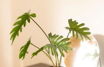 Ping-Pong Paradise - Foto 24