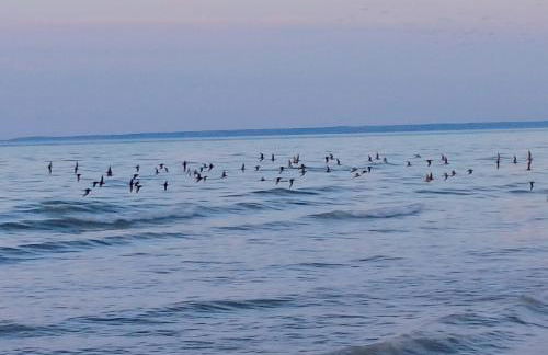 Chez Emile - Foto 18