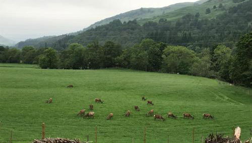 Lochay Lodges - Foto 5