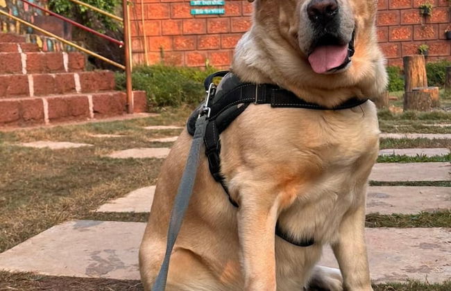 Chardara Agro Tourism - Foto 33