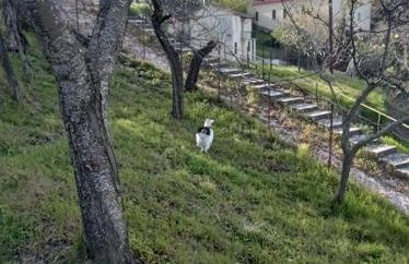 Άγρια Λούλουδα Κατοικία Ευτυχία - Photo 79