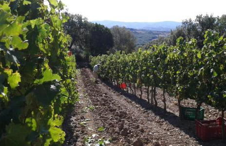 Agriturismo Belvedere Di Pierini E Brugi - Foto 45