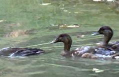 Le relais du Château - Foto 52
