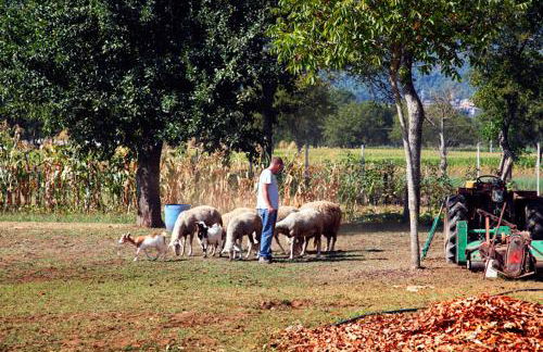 Azienda Agrituristica Pericle - Foto 48