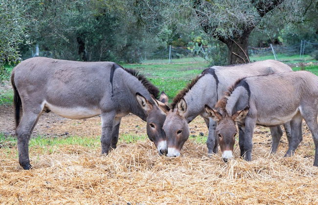 Su Leunaxiu - Foto 23