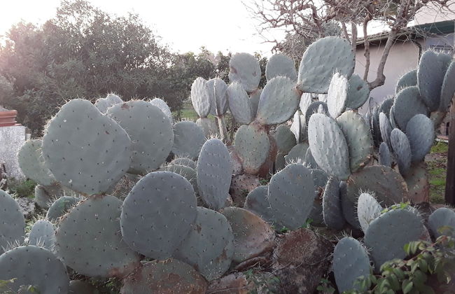 Itaca, and you Feel at Home - Foto 1