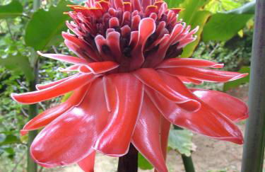 Chalé aconchegante a 50m da Praia - Ubatumirim - Foto 30